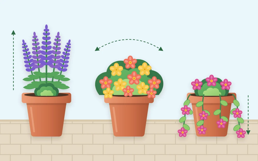 Three pots showing three growth habits: an upright spiky plant, a rounded mound of flowers and a plant trailing over the rim