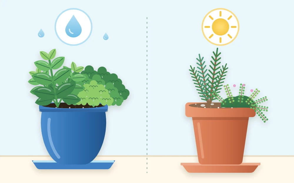 A pot of basil and parsley under a water drop icon beside a pot of rosemary and thyme under a sun icon