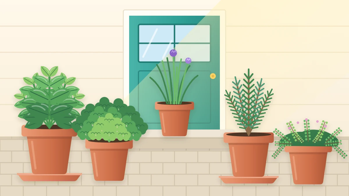 A sunny kitchen doorstep with five terracotta pots of basil, curly parsley, chives, rosemary and thyme