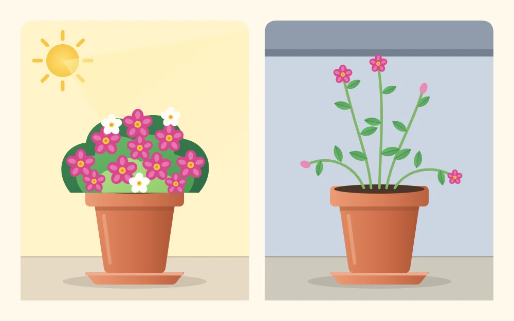 Two pots of the same flowering plant: a compact one covered in blooms beside a tall, leggy one with a few small flowers