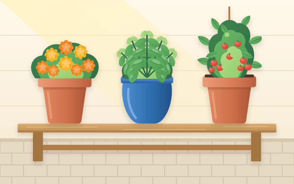 Three starter pots on a low bench holding orange marigold-like flowers, a leafy basil plant and a compact cherry tomato with red fruit