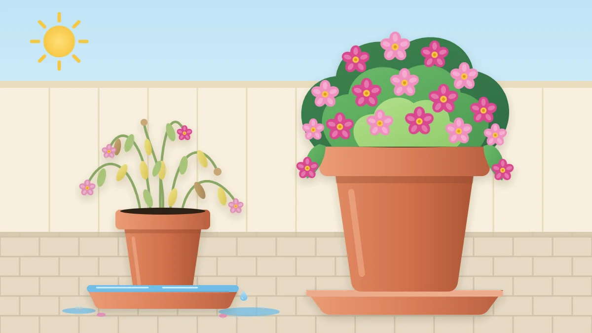 A small overcrowded pot of wilted leggy plants standing in a saucer full of water beside a healthy roomy pot of the same flowers in bloom