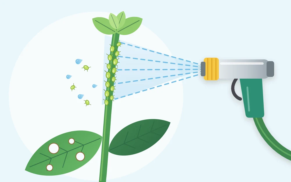 A stem tip with a cluster of small green aphids, a leaf with a few round holes and a spray of water aimed at the stem