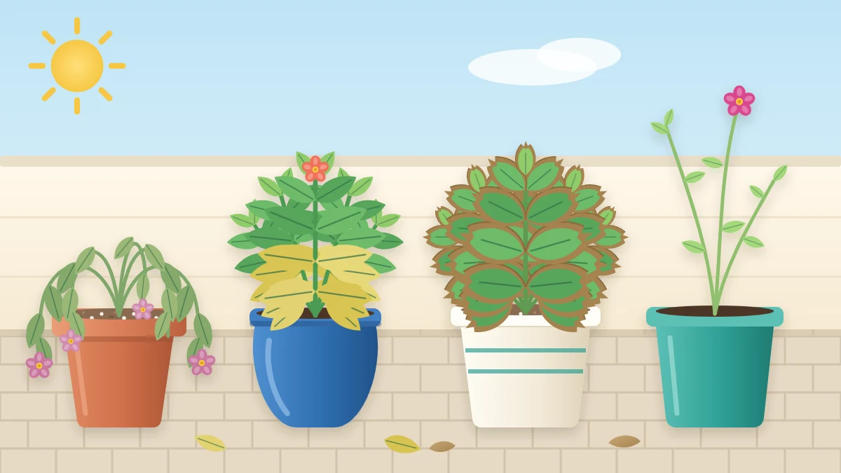 Four potted plants in a row: one wilted, one with yellow lower leaves, one with brown crispy leaf edges and one tall and leggy