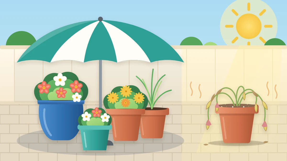 A hot patio under a strong sun with a cluster of pots moved into the shade of a large umbrella and one wilted pot left in the sun