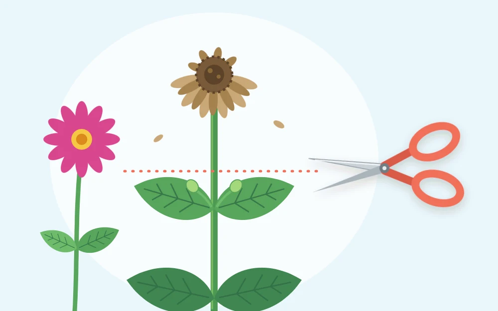 A flower stem with a faded bloom at the top and a dotted line across the stem just above the first pair of leaves, snips beside it