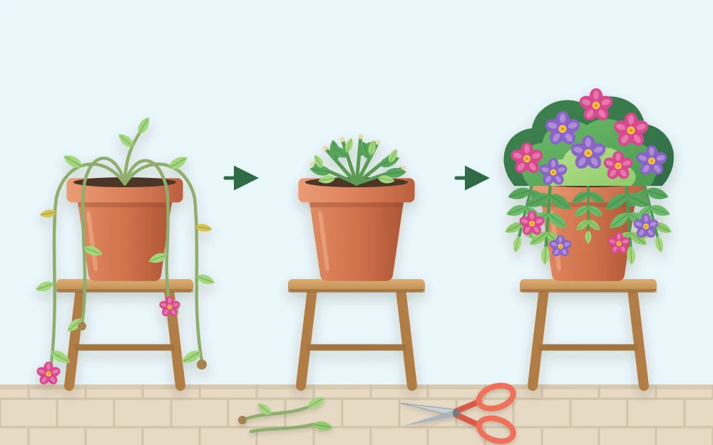 A straggly trailing plant with long bare stems, the same pot trimmed short and neat, then bushy and blooming again