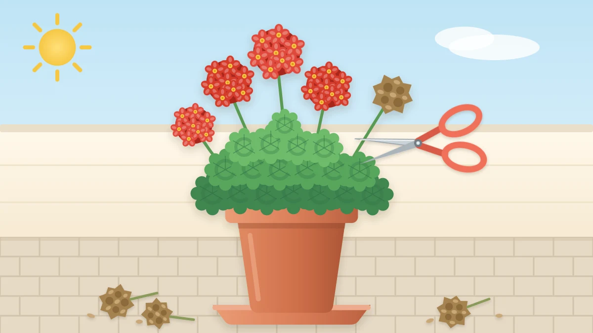 A pot of red geraniums with small garden snips cutting off a faded brown flower head and removed spent blooms lying beside the pot