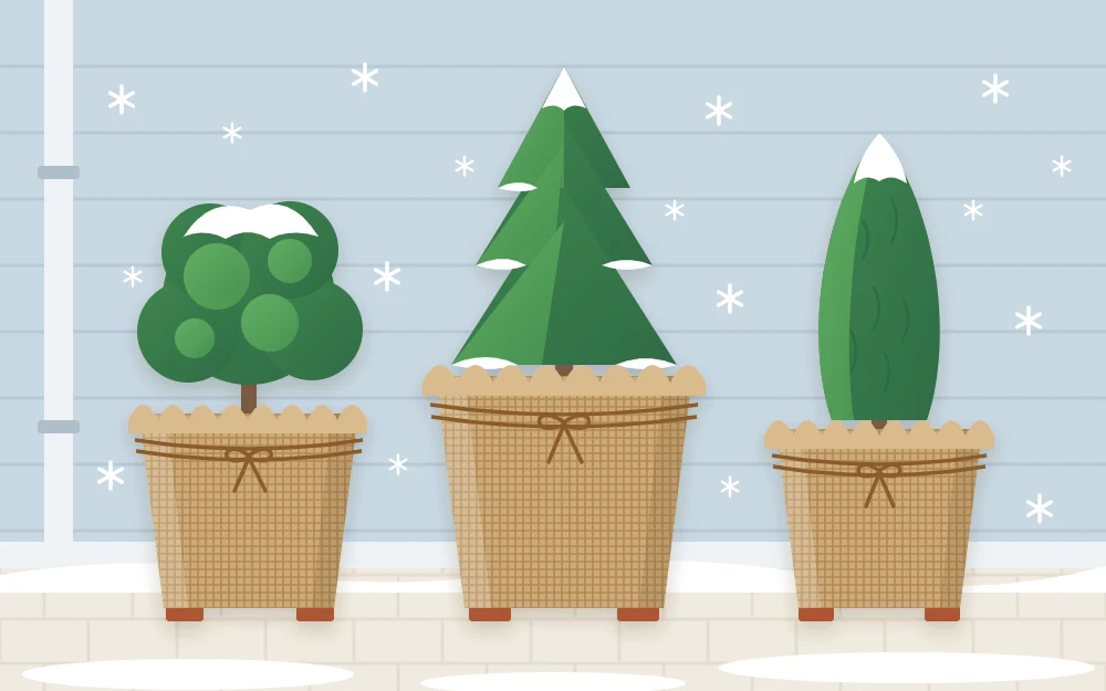 A cluster of three evergreen plants in pots pushed against a house wall, each pot wrapped in burlap and tied with twine, with a few snowflakes falling