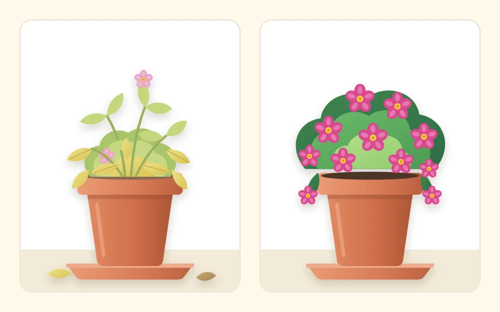 Two pots of the same flowering plant: pale yellow-green leaves and few flowers on one, deep green leaves and many flowers on the other