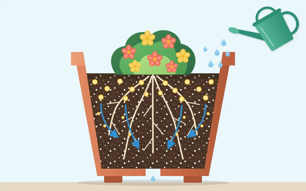 Cutaway of a pot with round fertilizer granules in the top layer of mix and arrows showing water carrying nutrients down to roots