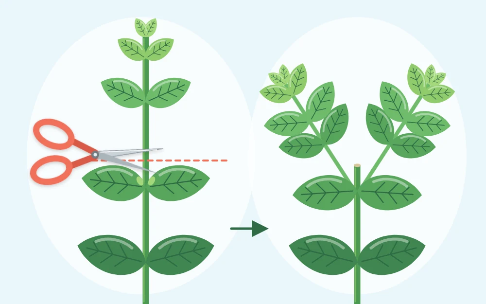 Small scissors positioned just above a pair of basil leaves, beside a stem that has branched into two shoots