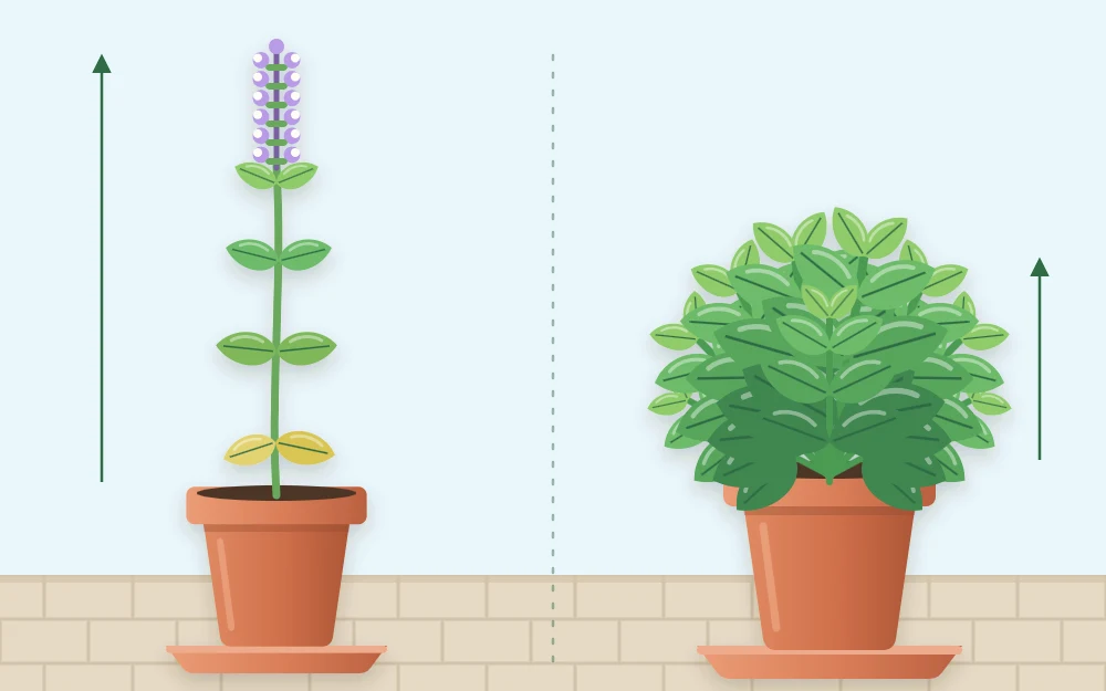 A tall thin unpinched basil topped with a flower spike beside a short bushy pinched plant with many shoots