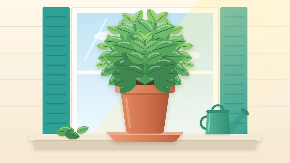 A lush bushy basil plant with glossy green leaves in a terracotta pot on a sunny outdoor ledge