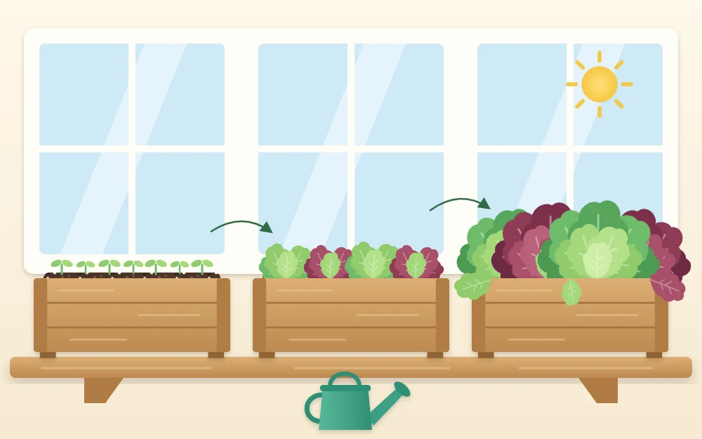 Three stages of the same window box: tiny seedlings in bare mix, half-grown lettuce plants and a full leafy box