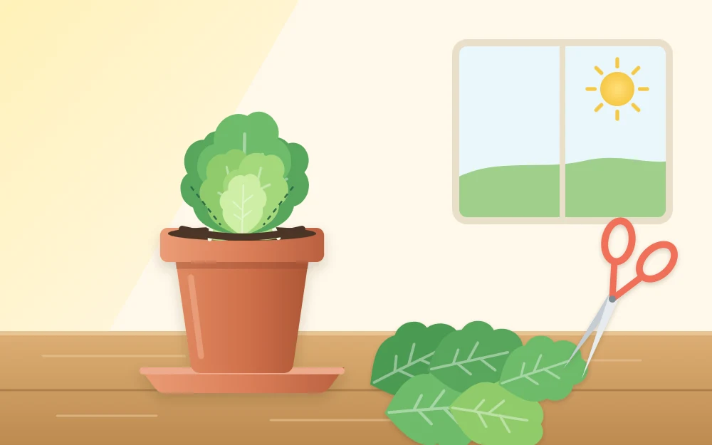 A loose-leaf lettuce in a pot with its outer leaves cut and laid beside it while the center keeps growing
