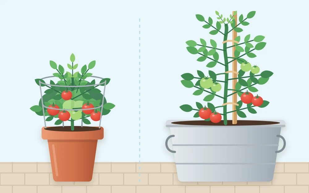 A short bushy tomato in a pot with a low cage beside a tall vining tomato tied to a stake in a larger tub