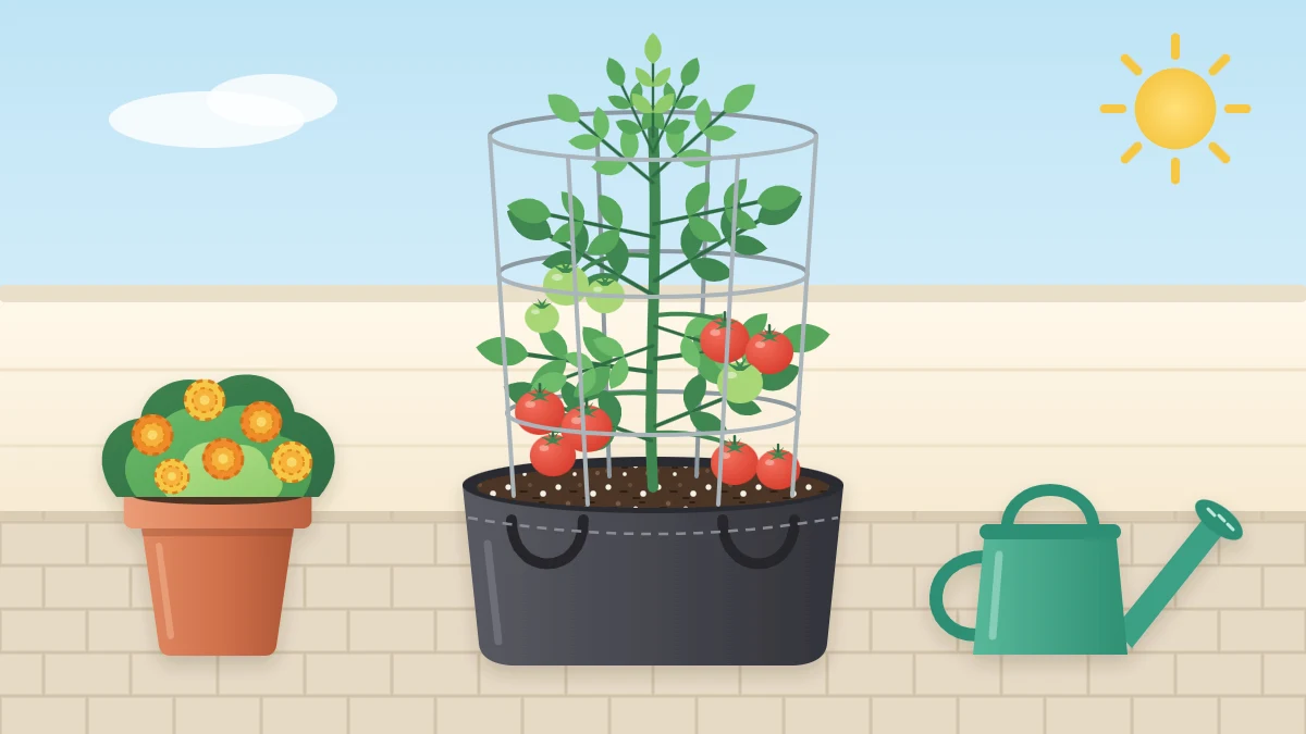 A healthy caged tomato plant in a dark fabric grow bag on a sunny patio with red and green fruit
