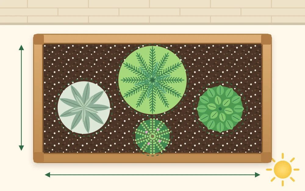 Top-down plan of a rectangular trough with four circles of different sizes marking plant positions, largest at the back