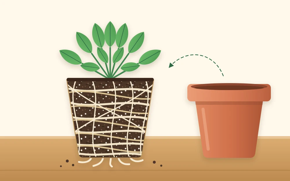A root ball shaped exactly like its pot, with roots circling tightly around the outside and poking out at the bottom