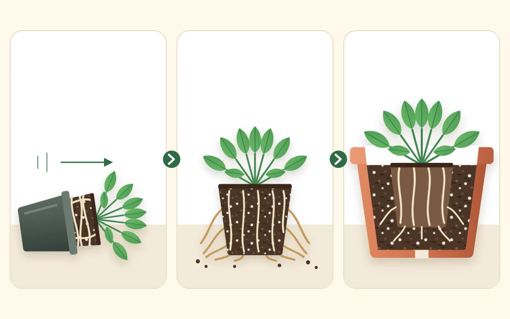 Three steps: a plant sliding out of a tipped pot, its circling roots loosened, and the plant set in a larger pot with fresh mix