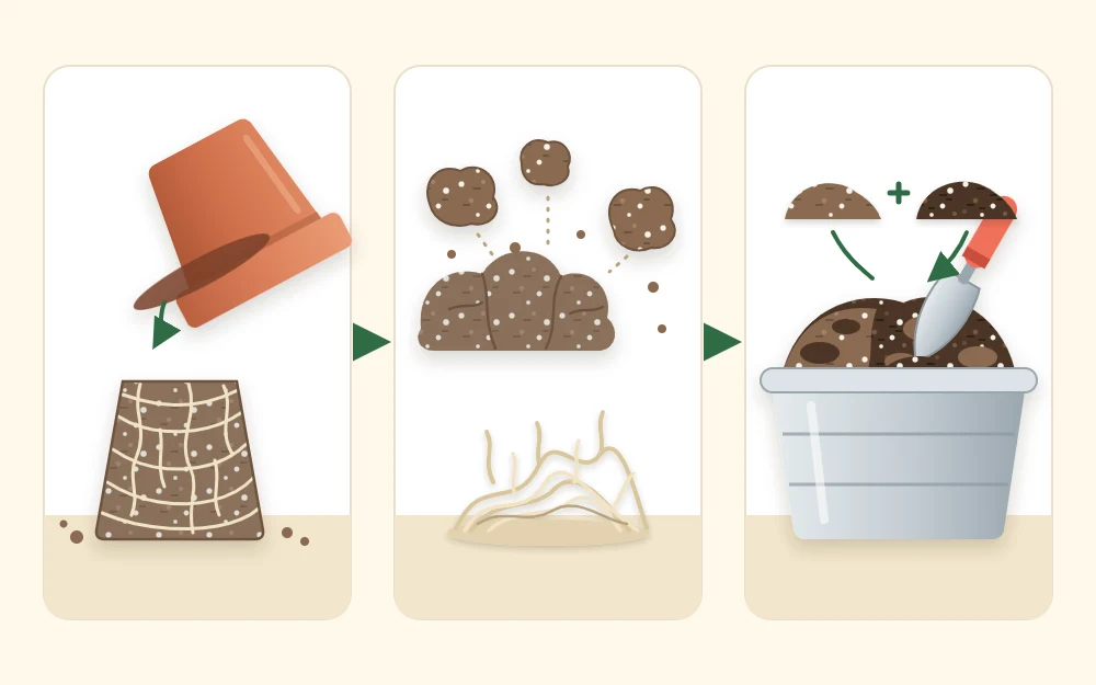 Three steps in a row: an old root ball tipped out of a pot, clumps broken up with roots set aside, and old and fresh mix blended in a tub