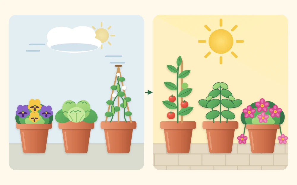 Two groups of pots as panels: cool-season pansy, lettuce and peas under a small cloud and pale sun, and warm-season tomato, basil and petunia under a bright full sun