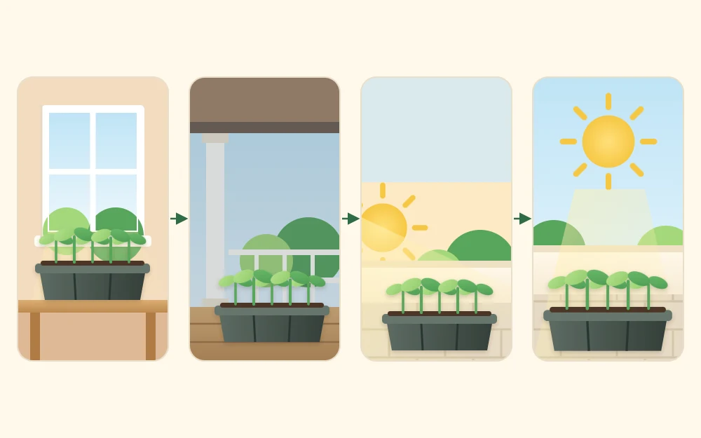 Four positions joined by arrows showing a seedling tray moving from indoors by a window, to a shaded porch, to morning sun, to a full sun patio