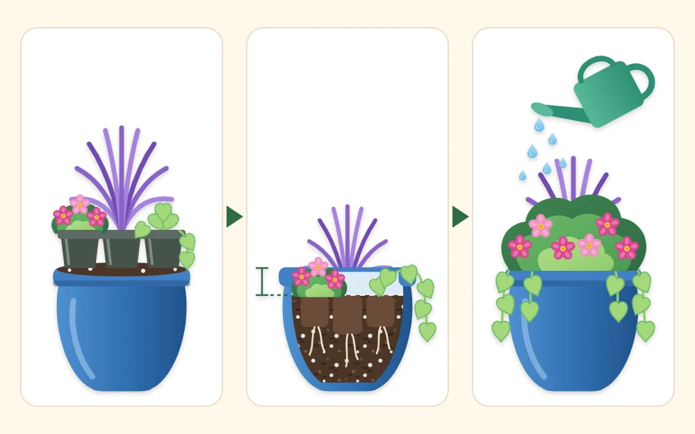 Three steps in a row: nursery pots arranged on a filled container to test the layout, plants set in below the rim, and the finished pot being watered