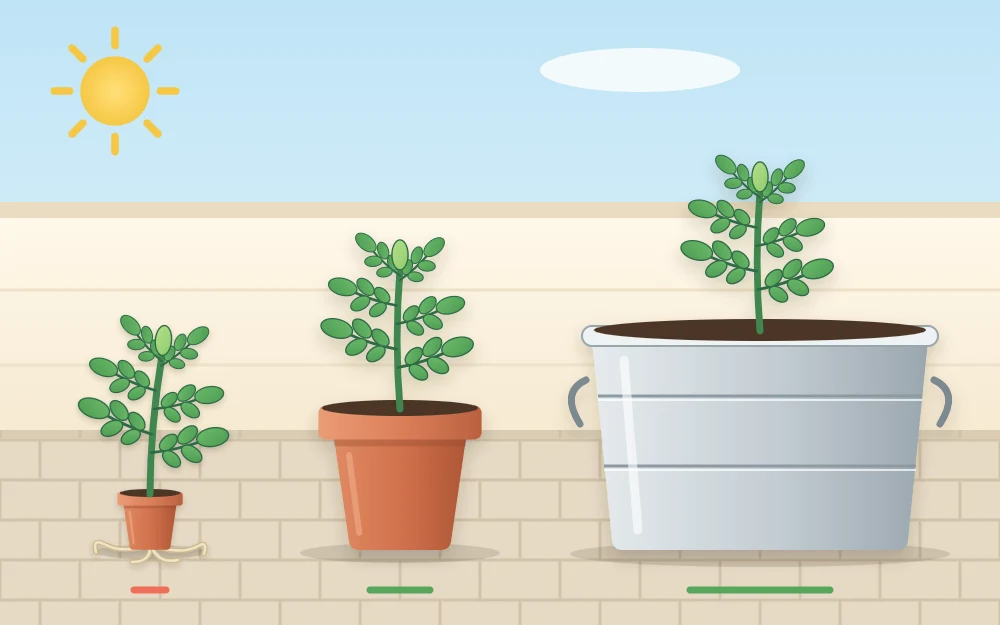 Three pots in a row each holding the same small tomato seedling: a tiny pot, a mid-sized pot and a large tub