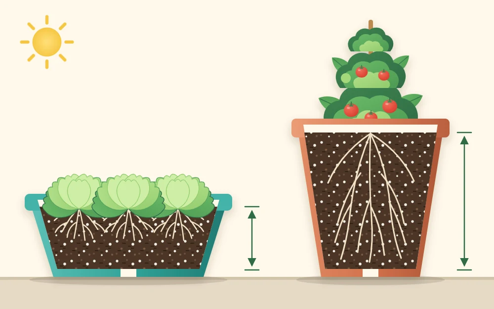 Cutaway of a wide shallow bowl with short fibrous lettuce roots beside a tall deep pot with long tomato roots
